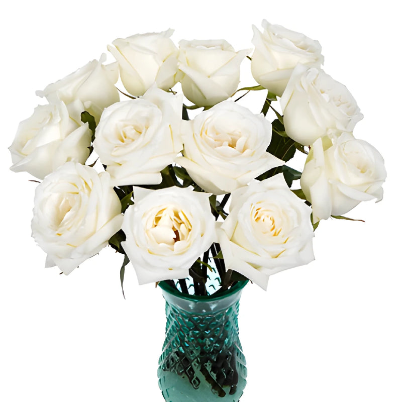 Fresh White Rose