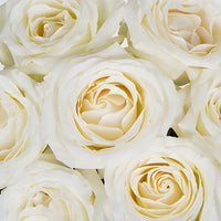 Fresh White Rose