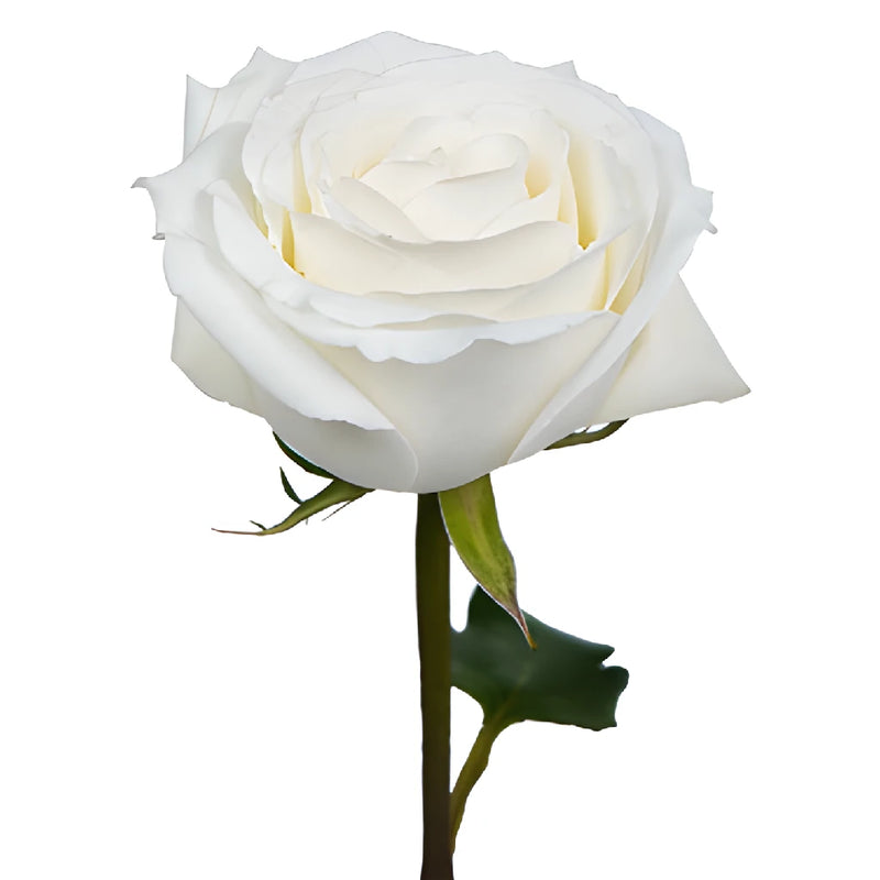 Fresh White Rose