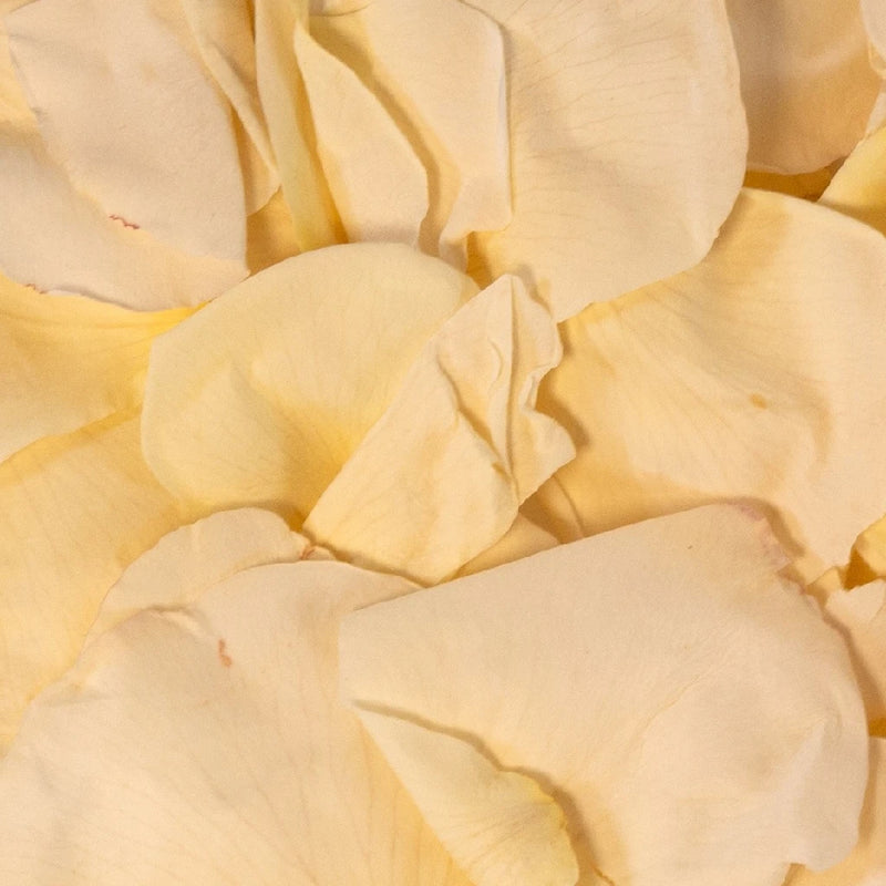 White Dried Rose Petals Close Up - Image