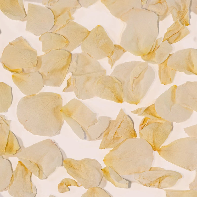 White Dried Rose Petals Vase - Image