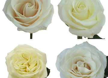 White Ecuadorian Roses Up Close