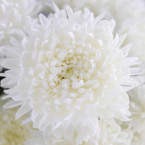 White Football Mum Flower Close Up - Image
