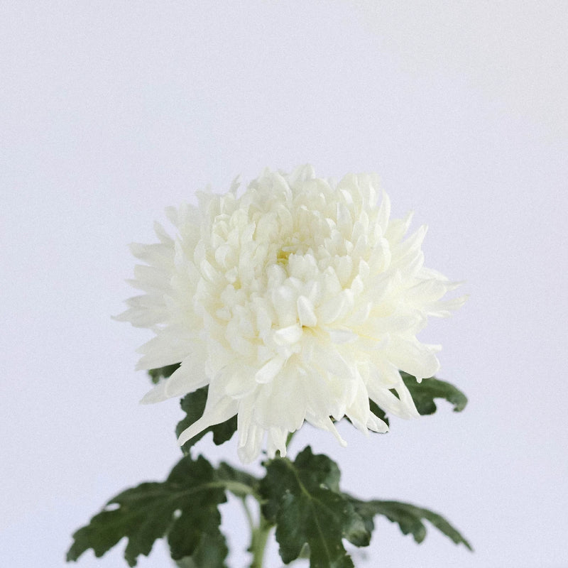 White Football Mum Flower Stem - Image