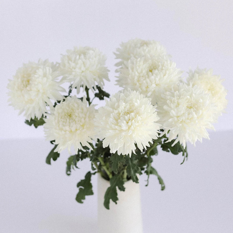White Football Mum Flower Vase - Image