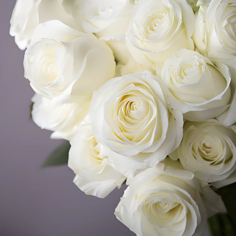 Fresh European Cut White Roses For Your House