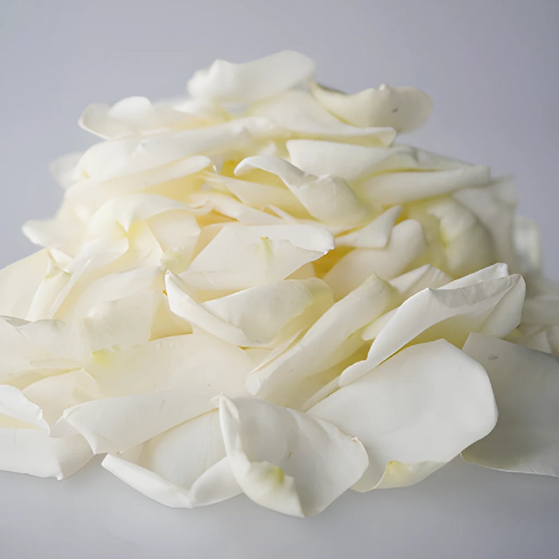 Dried White Garden Rose Petals