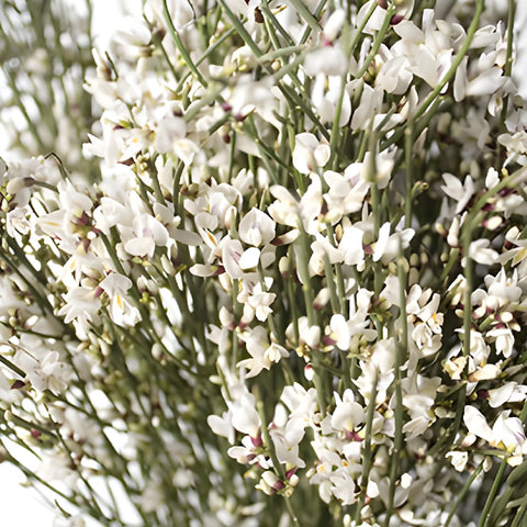 ginestra flower seeds White Wedding Scotchbroom Ginestra Flower