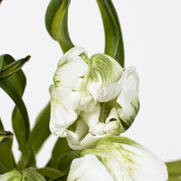 Mint Green Parrot Novelty Tulips