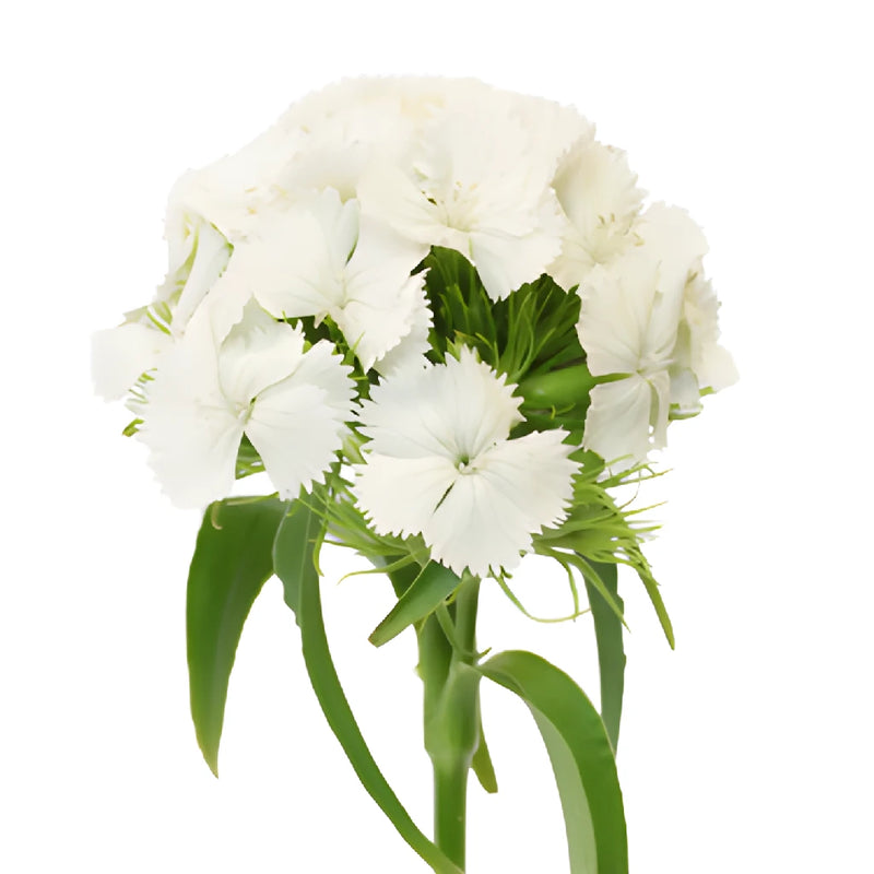 White Sweet William Flowers