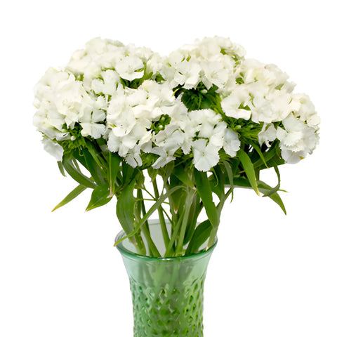 White Sweet William Flowers