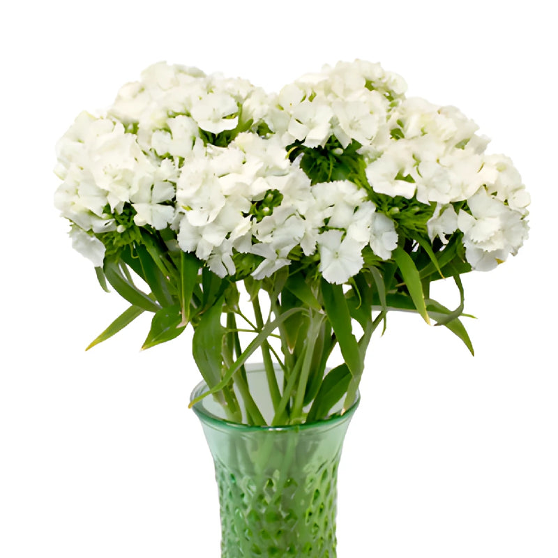 White Sweet William Flowers