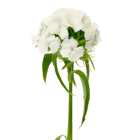White Sweet William Flowers