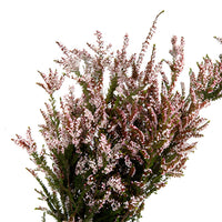 White Calycina Heather Flower