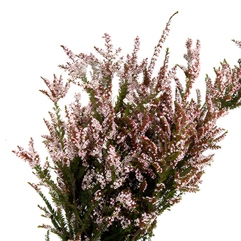 White Calycina Heather Flower