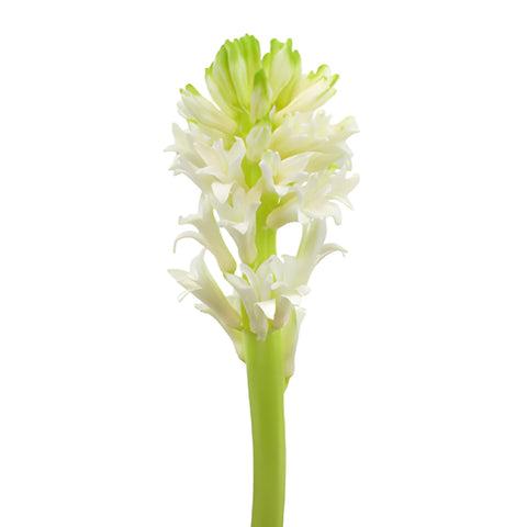 White Hyacinth Flowers