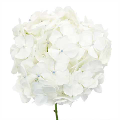 White Hydrangea Wholesale Flowers FlatLay