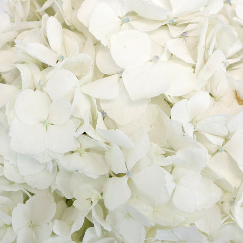 White Hydrangea Wholesale Flower Up Close