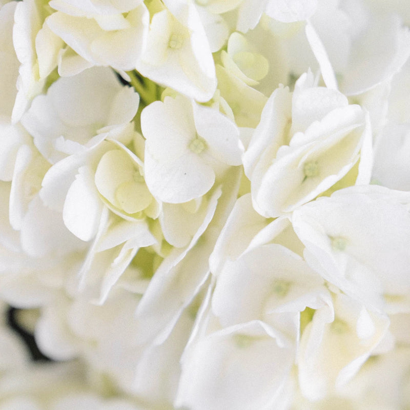 White Hydrangea Flower Close Up - Image