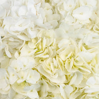 White Hydrangea Flower Close Up - Image