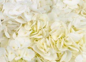 White Hydrangea Flower Close Up - Image