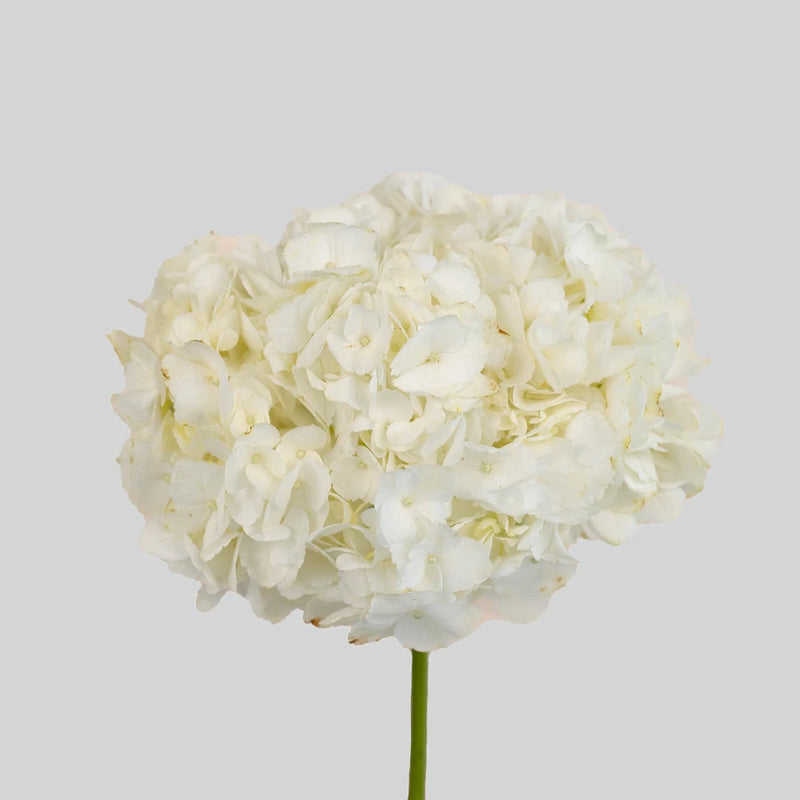 White Hydrangea Flower Stem - Image