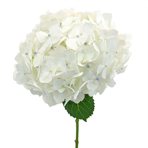 White Hydrangea Wholesale Flower Bunch Stem