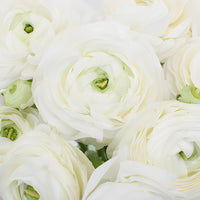 White Italian Cloony Ranunculus Wholesale Flower Upclose