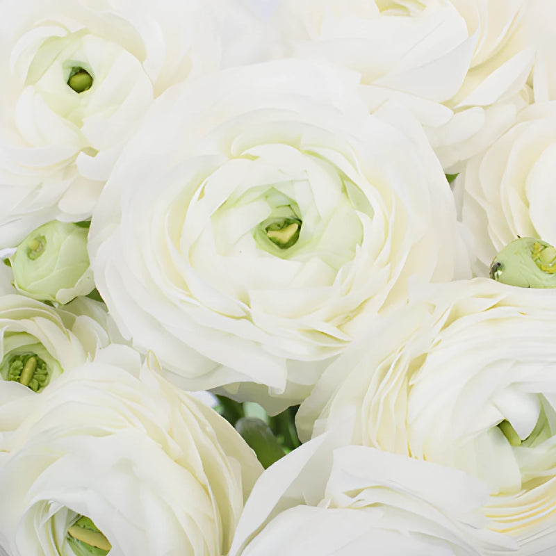 White Italian Cloony Ranunculus Wholesale Flower Upclose