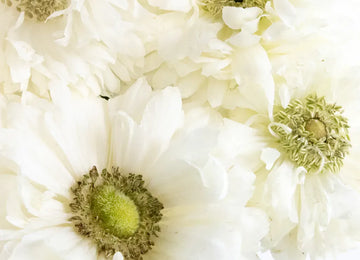 White Levante Anemones Close Up - Image