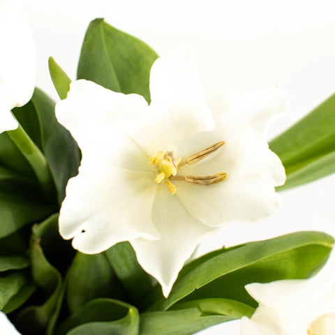White Liberstar Tulip Flower Close Up - Image