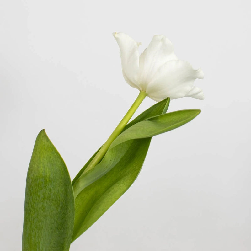 White Liberstar Tulip Flower Stem - Image