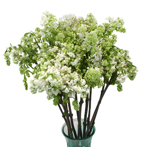 White Lilac Flower