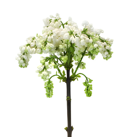 White Lilac Flower