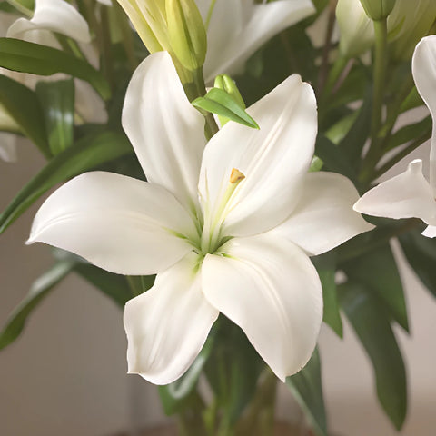 mother lily flower Buy Wholesale Mothers Day Lilies Choose Your Color Bouquets in Bulk