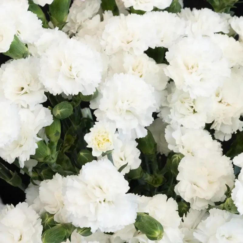 White Lilipot Dianthus Flower Other - Image