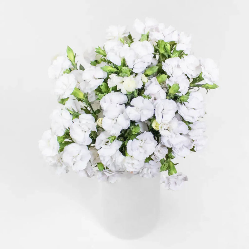 White Lilipot Dianthus Flower Other - Image
