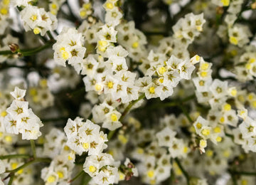 White Limonium Flower Up Close