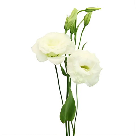 White Lisianthus Flowers Express Delivery