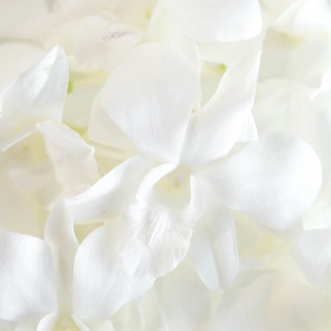 White Loose Orchid Blooms Stem - Image