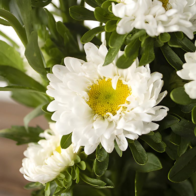 White Matsumoto Aster Flowers