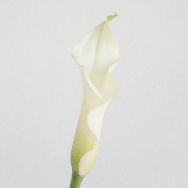 giant white calla lily Buy Wholesale White Mini Calla Lily Flower in Bulk