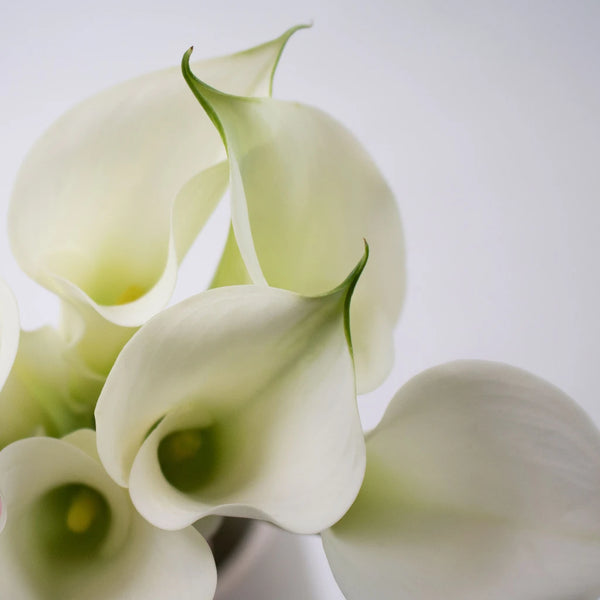white calla lily with purple center Crystal White Mini Calla Lily Flower