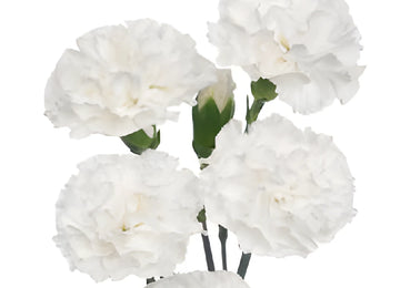 White Mini Carnation Flowers Up Close