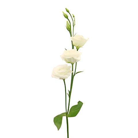 White Mini Lisianthus Wedding Flower Stem - Image