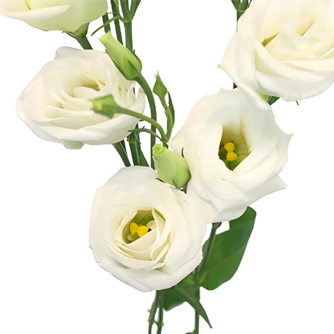 White Mini Lisianthus Wedding Flower Stems - Image
