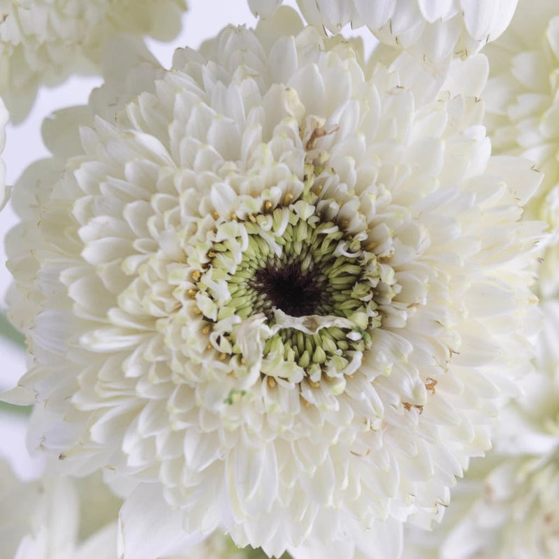 White Mint Gerrondo Daisies Close Up - Image