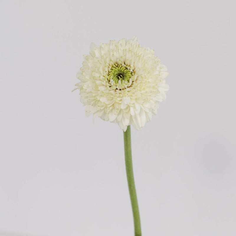 White Mint Gerrondo Daisies Stem - Image