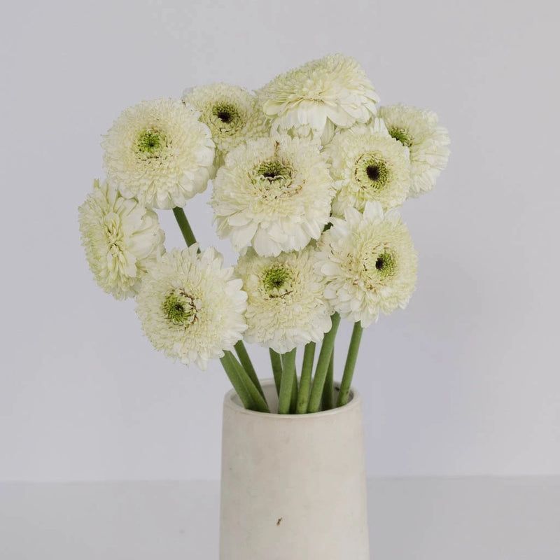 White Mint Gerrondo Daisies Vase - Image