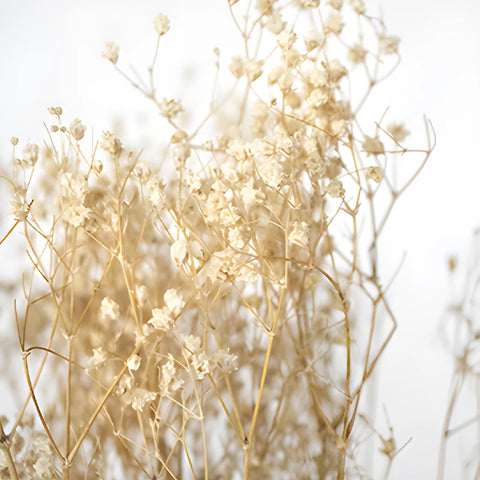 Natural Dried Baby's Breath Flower